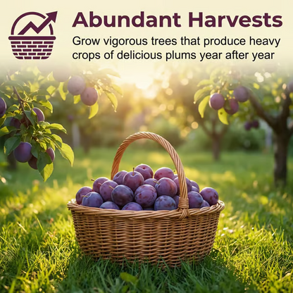 ⏰VIP Shipping Today Only⏰🍑 Heirloom Non-GMO Grafted Plum Tree Seeds