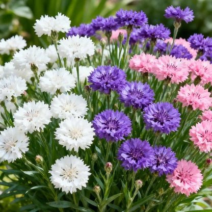 🎁Hot Sale 80% OFF🔥🌱Premium Cornflower Seeds – The "Unstoppable" Wildflower That Grows Anywhere